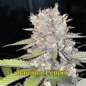 banana pepper.png 3.webp