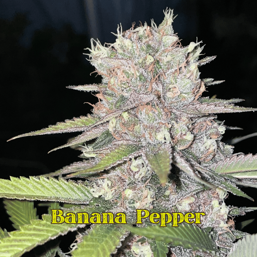 banana pepper.png 3.webp