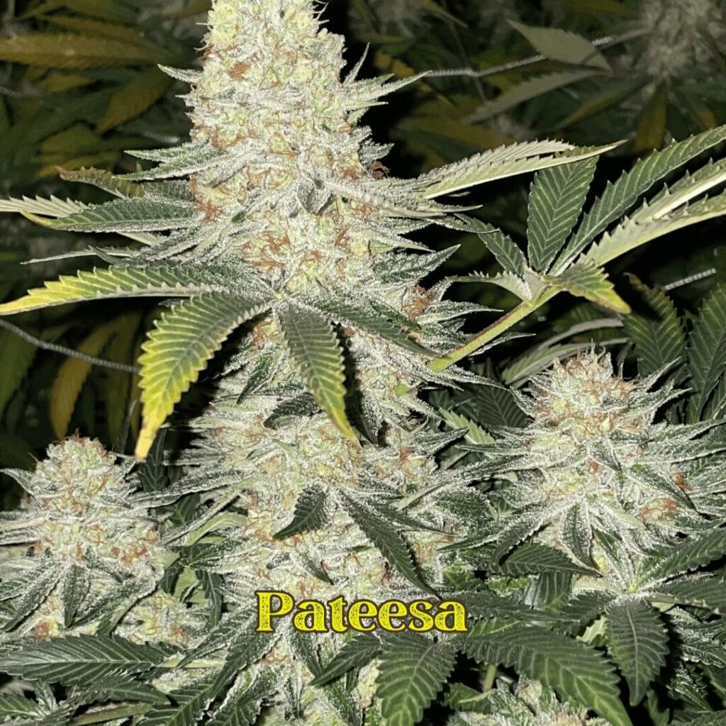 pateesa finishing 1024x1024 4.jpg