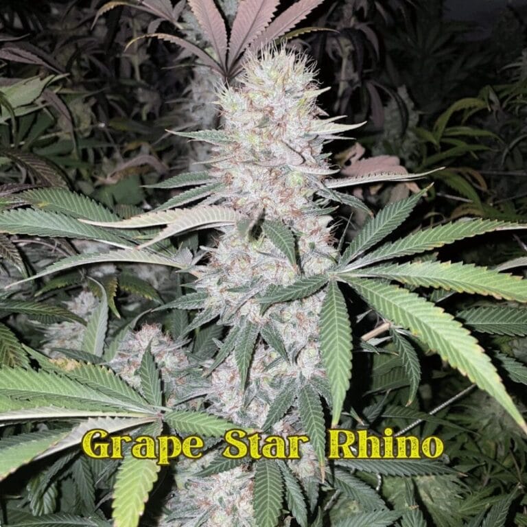 Grape Star Rhino flower grown by Professor Bluntstache