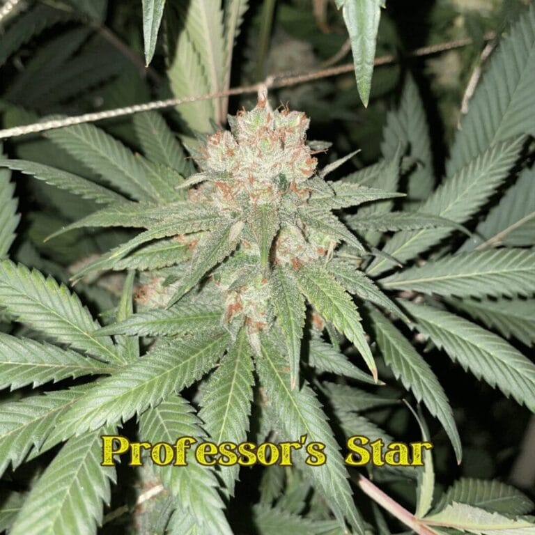 Professor’s Star flower grown by Professor Bluntstache