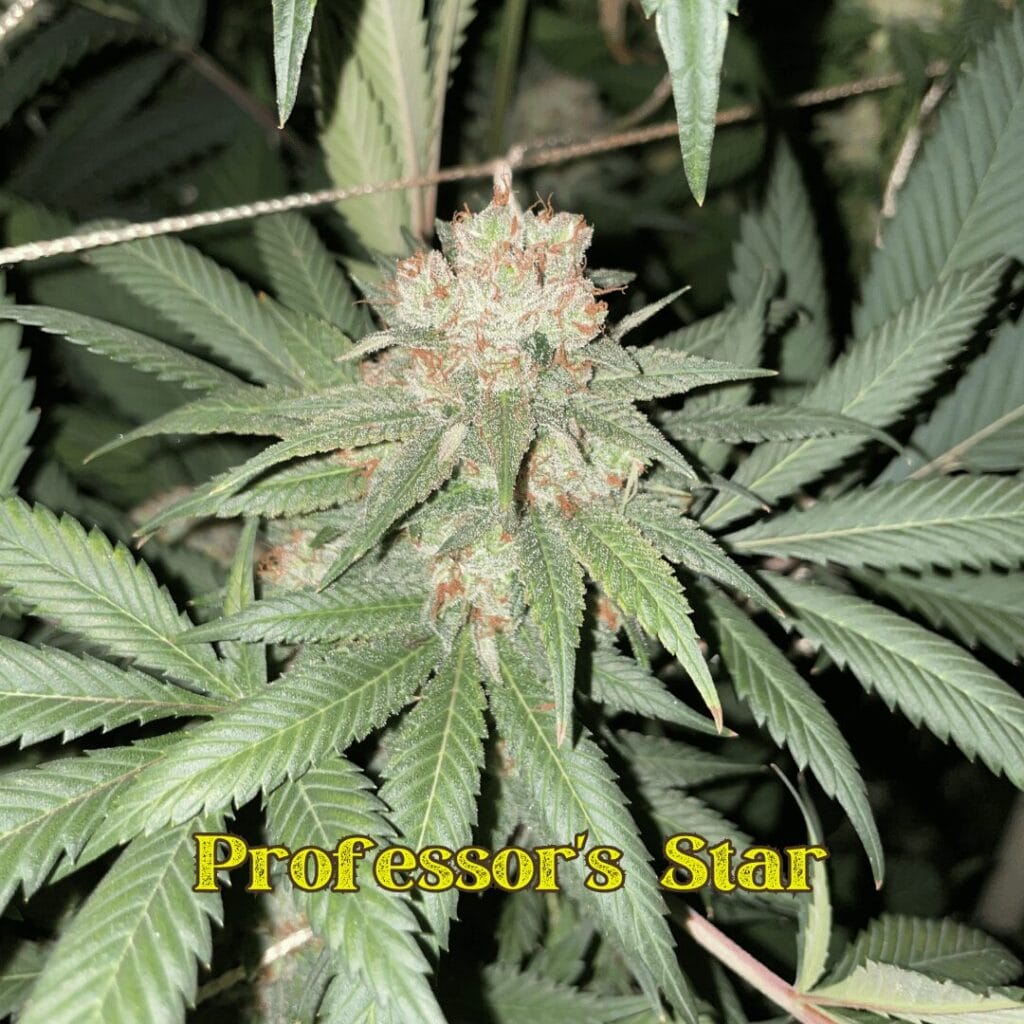 Professor's Award Winning Seed Menu - Image 6