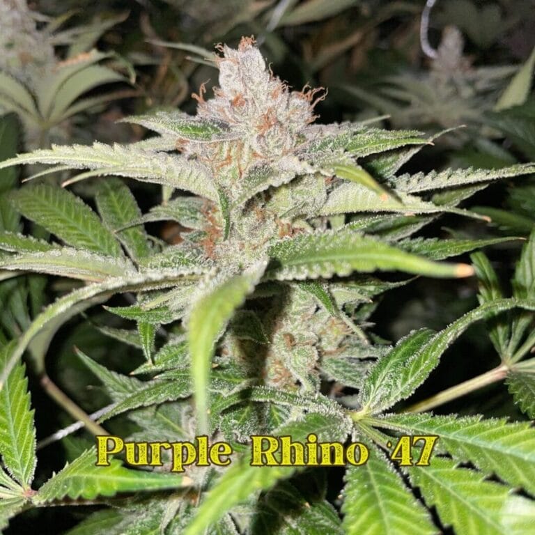 Purple Rhino 47 flower grown by Professor Bluntstache