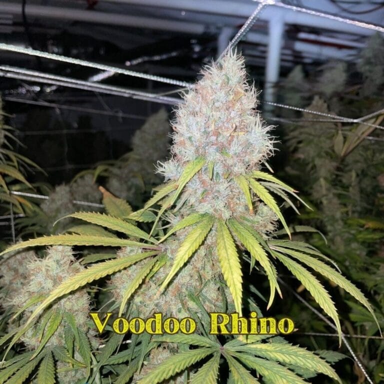 VooDoo Rhino flower grown by Professor Bluntstache
