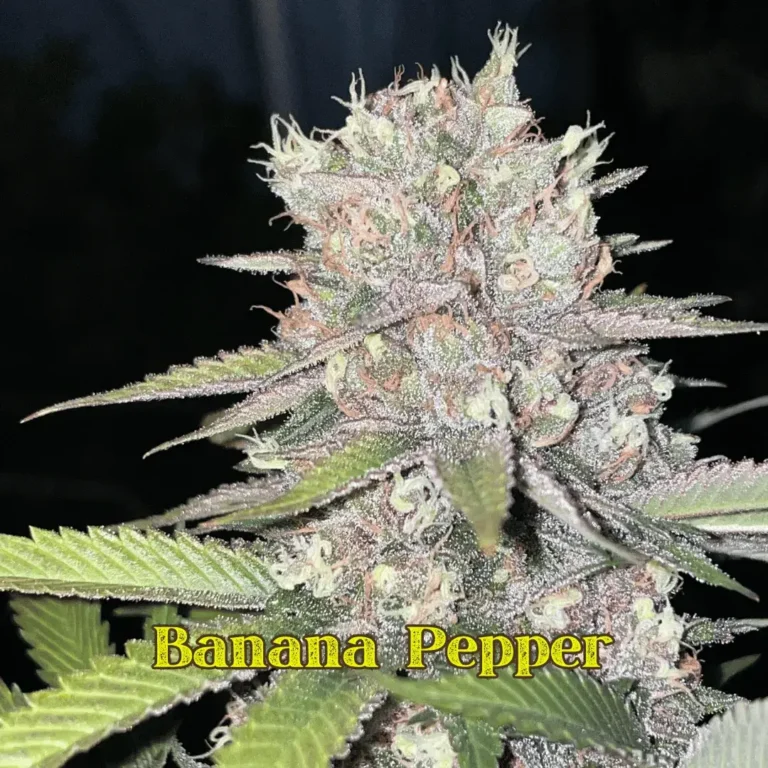 Banana Pepper flower grown by Professor Bluntstache