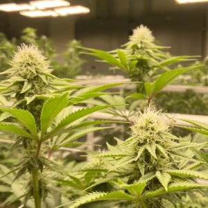 LIVE | CBDV 'Forbidden V' Hemp Flower