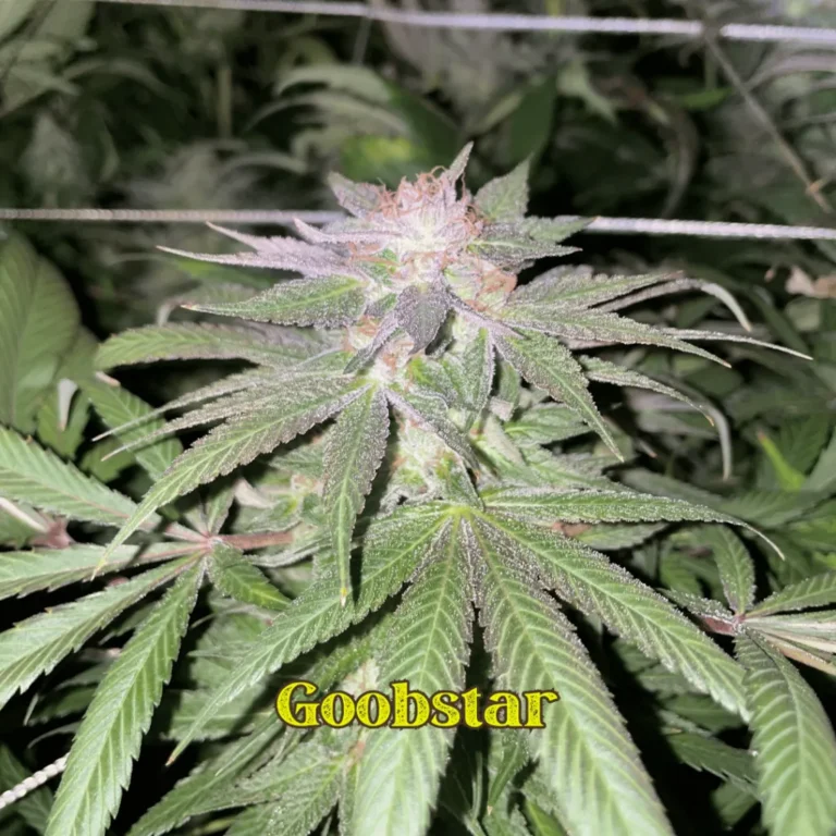 Goobstar flower grown by Professor Bluntstache